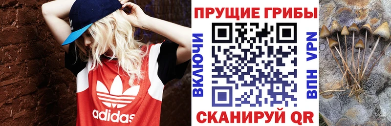 Галлюциногенные грибы GOLDEN TEACHER  цена наркотик  Глазов 