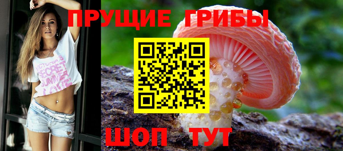 Галлюциногенные грибы Psilocybe Глазов